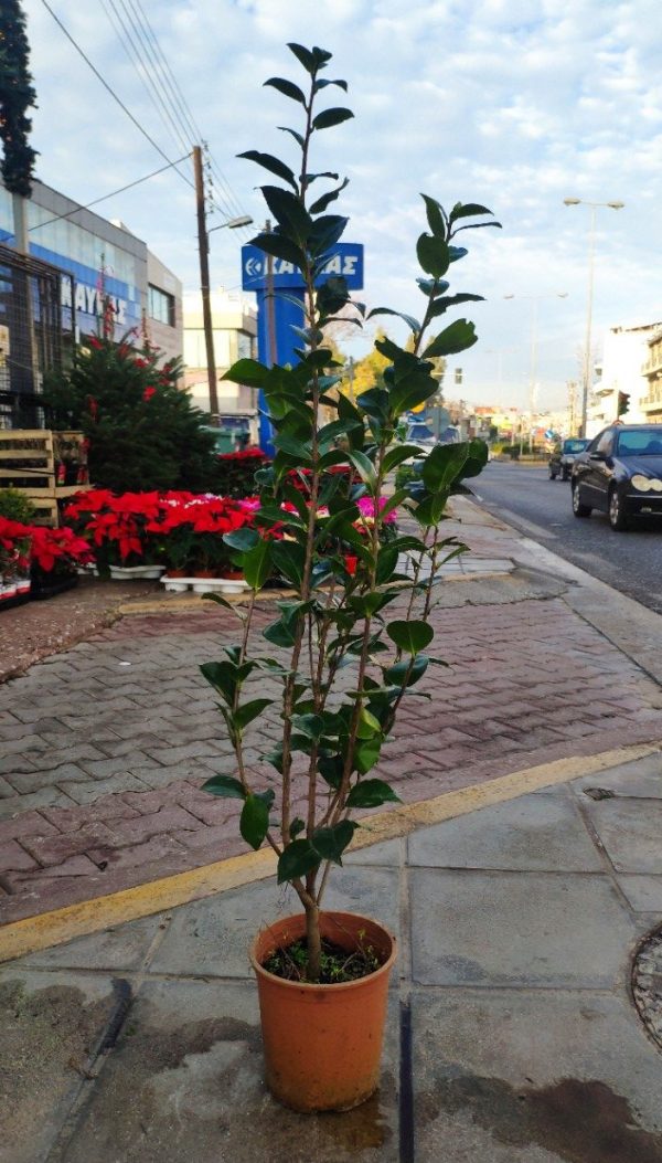 Καμέλια ΑΕΙΘΑΛΕΙΣ ΘΑΜΝΟΙ Γεωπονικό Κέντρο Κήπου