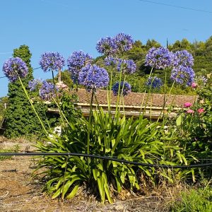 Αγάπανθος ΠΟΩΔΗ ΠΟΛΥΕΤΗ Γεωπονικό Κέντρο Κήπου