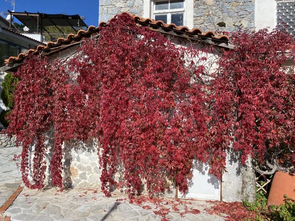 Αμπέλοψη, Παρθενοκισσός πεντάφυλλος ΑΝΑΡΡΙΧΩΜΕΝΑ Γεωπονικό Κέντρο Κήπου