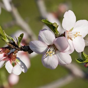 Αμυγδαλιά ΚΑΡΠΟΦΟΡΑ Γεωπονικό Κέντρο Κήπου