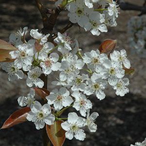 Αχλαδομηλιά ΚΑΡΠΟΦΟΡΑ Γεωπονικό Κέντρο Κήπου