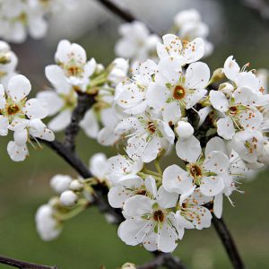 Δαμασκηνιά ΚΑΡΠΟΦΟΡΑ Γεωπονικό Κέντρο Κήπου