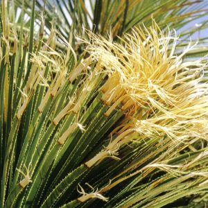 Δασυλείριο ΦΟΙΝΙΚΟΕΙΔΗ Γεωπονικό Κέντρο Κήπου