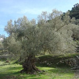 Βότσαλο Λευκό ( 2 – 6cm ) ΒΟΤΣΑΛΑ Γεωπονικό Κέντρο Κήπου