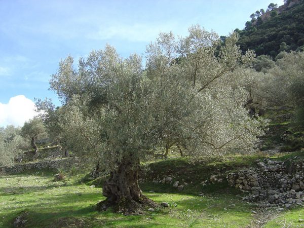 Ελιά ΚΑΡΠΟΦΟΡΑ Γεωπονικό Κέντρο Κήπου