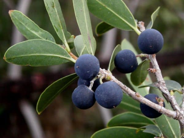 Φιλλυρέα ΑΕΙΘΑΛΕΙΣ ΘΑΜΝΟΙ Γεωπονικό Κέντρο Κήπου