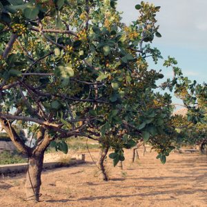 Φιστικιά ΚΑΡΠΟΦΟΡΑ Γεωπονικό Κέντρο Κήπου