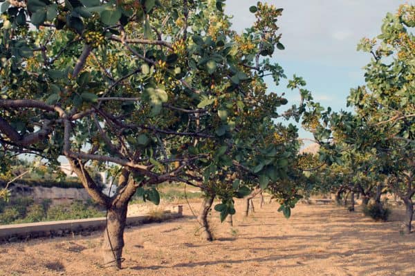 Φιστικιά ΚΑΡΠΟΦΟΡΑ Γεωπονικό Κέντρο Κήπου