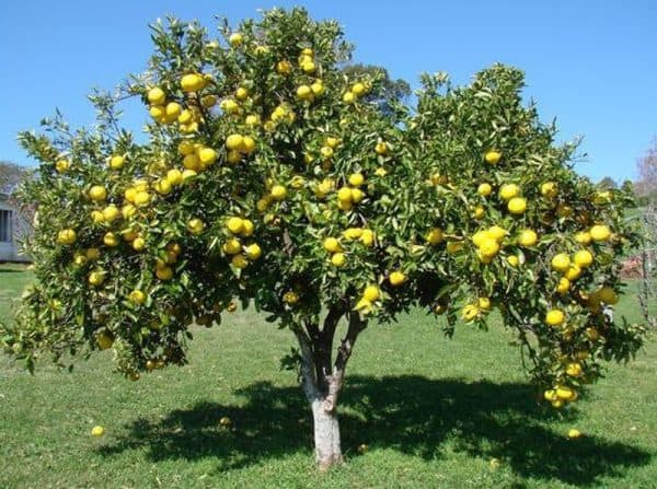 Γκρέιπ Φρουτ ΕΣΠΕΡΙΔΟΕΙΔΗ Γεωπονικό Κέντρο Κήπου