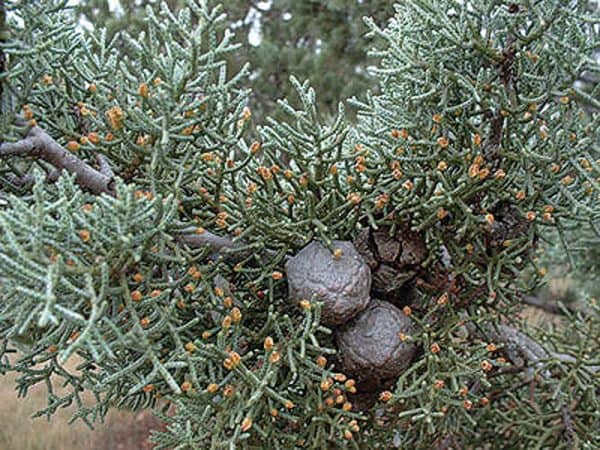 Κυπαρίσι ΚΩΝΟΦΟΡΑ Γεωπονικό Κέντρο Κήπου