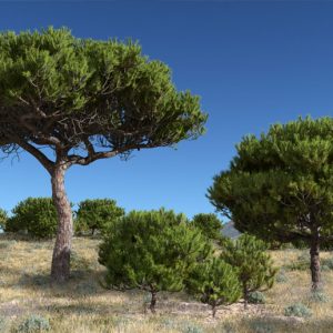 Κουκουναριά ΚΩΝΟΦΟΡΑ Γεωπονικό Κέντρο Κήπου