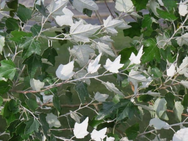 Λεύκη (Λεύκα) ΦΥΛΛΟΒΟΛΑ ΔΕΝΔΡΑ Γεωπονικό Κέντρο Κήπου