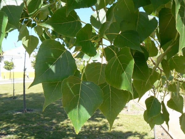 Λεύκη (Λεύκα) ΦΥΛΛΟΒΟΛΑ ΔΕΝΔΡΑ Γεωπονικό Κέντρο Κήπου