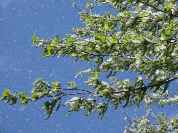 Λεύκη (Λεύκα) ΦΥΛΛΟΒΟΛΑ ΔΕΝΔΡΑ Γεωπονικό Κέντρο Κήπου