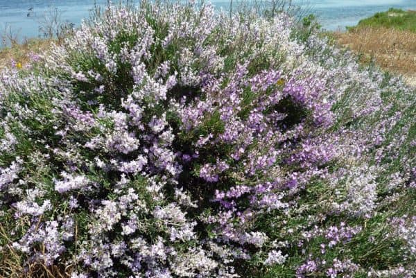 Λιμονίαστρο, Λειμωνίαστρο ΑΕΙΘΑΛΕΙΣ ΘΑΜΝΟΙ Γεωπονικό Κέντρο Κήπου