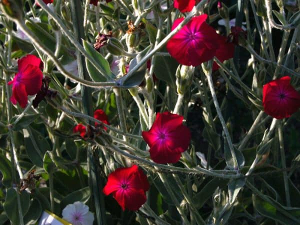 Λυχνίδα ΠΟΩΔΗ ΠΟΛΥΕΤΗ Γεωπονικό Κέντρο Κήπου