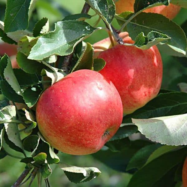 Μηλιά ΚΑΡΠΟΦΟΡΑ Γεωπονικό Κέντρο Κήπου