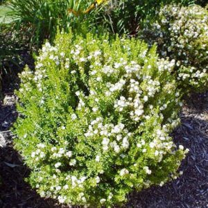 Σπόρος (Festuca arundinacea) 1 Kg ΣΠΟΡΟΙ ΓΚΑΖΟΝ Γεωπονικό Κέντρο Κήπου