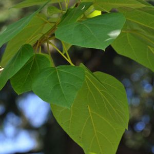 Παουλόβνια ΦΥΛΛΟΒΟΛΑ ΔΕΝΔΡΑ Γεωπονικό Κέντρο Κήπου