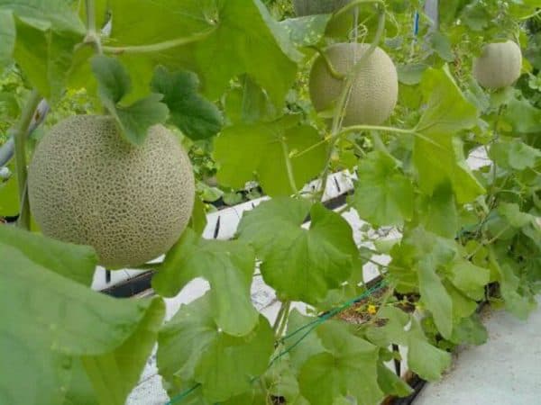 Πεπόνι ΚΗΠΕΥΤΙΚΑ Γεωπονικό Κέντρο Κήπου