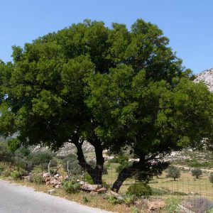 Πουρνάρι ΑΕΙΘΑΛH ΔΕΝΔΡΑ Γεωπονικό Κέντρο Κήπου