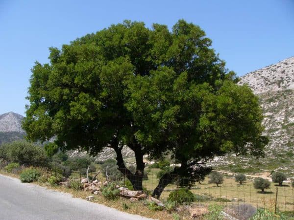 Πουρνάρι ΑΕΙΘΑΛH ΔΕΝΔΡΑ Γεωπονικό Κέντρο Κήπου