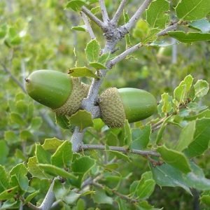 Πουρνάρι ΑΕΙΘΑΛH ΔΕΝΔΡΑ Γεωπονικό Κέντρο Κήπου