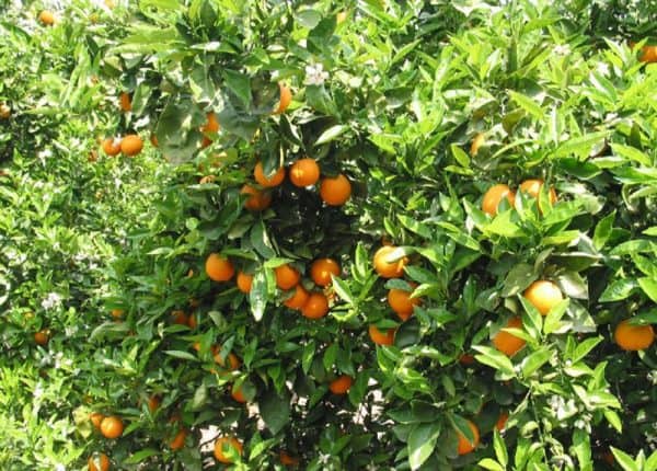 Πορτοκαλιά ΕΣΠΕΡΙΔΟΕΙΔΗ Γεωπονικό Κέντρο Κήπου