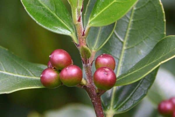 Ράμνος ΑΕΙΘΑΛΕΙΣ ΘΑΜΝΟΙ Γεωπονικό Κέντρο Κήπου