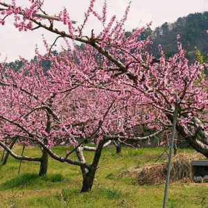 Ροδακινιά ΚΑΡΠΟΦΟΡΑ Γεωπονικό Κέντρο Κήπου