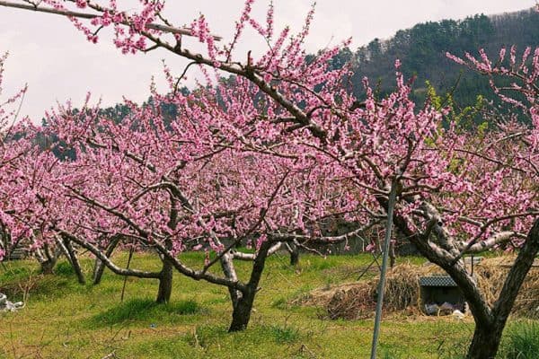 Ροδακινιά ΚΑΡΠΟΦΟΡΑ Γεωπονικό Κέντρο Κήπου