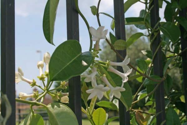 Στεφανωτή ΑΝΑΡΡΙΧΩΜΕΝΑ Γεωπονικό Κέντρο Κήπου