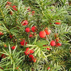 Τάξος, Ίταμο (Taxus baccata) ΚΩΝΟΦΟΡΑ Γεωπονικό Κέντρο Κήπου