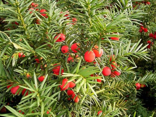 Τάξος, Ίταμο (Taxus baccata) ΚΩΝΟΦΟΡΑ Γεωπονικό Κέντρο Κήπου