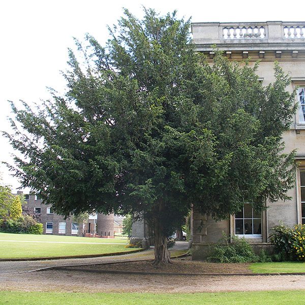 Τάξος, Ίταμο (Taxus baccata) ΚΩΝΟΦΟΡΑ Γεωπονικό Κέντρο Κήπου