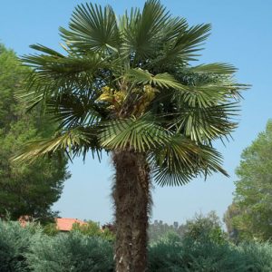 Τραχύκαρπος ΦΟΙΝΙΚΟΕΙΔΗ Γεωπονικό Κέντρο Κήπου