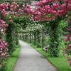 Τριανταφυλλιά αναρριχώμενη ΑΝΑΡΡΙΧΩΜΕΝΑ Γεωπονικό Κέντρο Κήπου