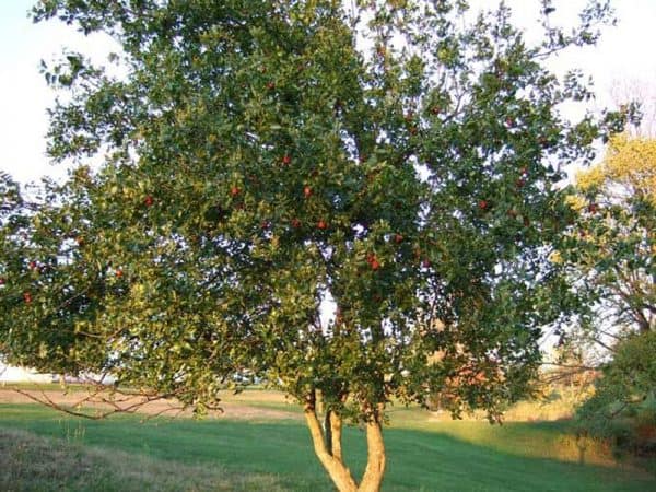 Τζίτζιφος (Τζιτζιφιά) ΦΥΛΛΟΒΟΛΑ ΔΕΝΔΡΑ Γεωπονικό Κέντρο Κήπου