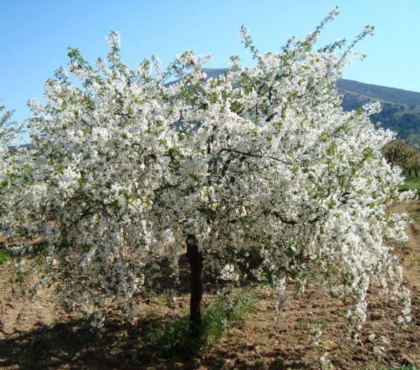 Βυσσινιά ΚΑΡΠΟΦΟΡΑ Γεωπονικό Κέντρο Κήπου