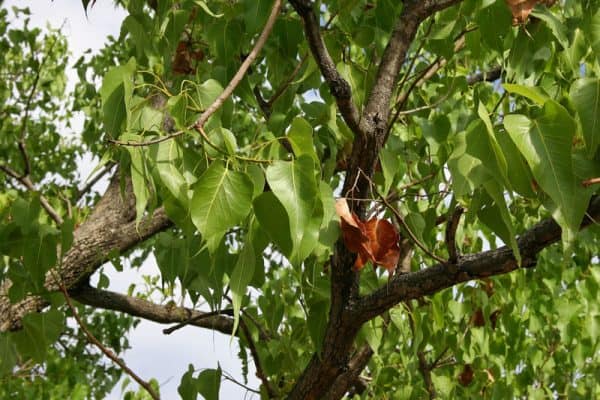 Βραχυχίτωνας ΑΕΙΘΑΛH ΔΕΝΔΡΑ Γεωπονικό Κέντρο Κήπου