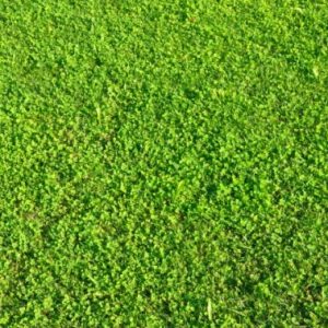ΕΤΟΙΜΟΣ ΧΛΟΟΤΑΠΗΤΑΣ Green Velvet HELLASOD ΕΤΟΙΜΟΣ ΧΛΟΟΤΑΠΗΤΑΣ Γεωπονικό Κέντρο Κήπου