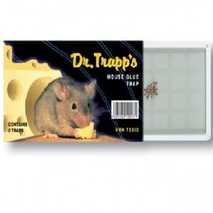 Dr. Trapp’s µικρή Ποντικοπαγίδα ΚΟΛΛΑ ΓΙΑ ΠΟΝΤΙΚΙΑ Γεωπονικό Κέντρο Κήπου