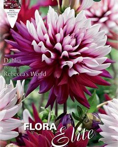 Ντάλια Rebecca’s World 787119 ΒΟΛΒΟΙ ΛΟΥΛΟΥΔΙΩΝ ΑΝΟΙΞΙΑΤΙΚΗΣ ΦΥΤΕΥΣΗΣ Γεωπονικό Κέντρο Κήπου