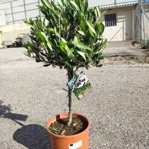 Ποδαράκια 8 x 4.5 x 5 εκ.ύψος ΠΗΛΙΝΑ ΠΟΔΑΡΑΚΙΑ Γεωπονικό Κέντρο Κήπου
