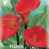 Κάλλα Zantedeschia red 816130 ΒΟΛΒΟΙ ΛΟΥΛΟΥΔΙΩΝ ΑΝΟΙΞΙΑΤΙΚΗΣ ΦΥΤΕΥΣΗΣ Γεωπονικό Κέντρο Κήπου