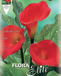 Κάλλα Zantedeschia red 816130 ΒΟΛΒΟΙ ΛΟΥΛΟΥΔΙΩΝ ΑΝΟΙΞΙΑΤΙΚΗΣ ΦΥΤΕΥΣΗΣ Γεωπονικό Κέντρο Κήπου