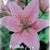 Λίλιουμ Asiatic Pink 840845 ΒΟΛΒΟΙ ΛΟΥΛΟΥΔΙΩΝ ΑΝΟΙΞΙΑΤΙΚΗΣ ΦΥΤΕΥΣΗΣ Γεωπονικό Κέντρο Κήπου
