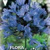 Αγάπανθος Blue 802621 ΒΟΛΒΟΙ ΛΟΥΛΟΥΔΙΩΝ ΑΝΟΙΞΙΑΤΙΚΗΣ ΦΥΤΕΥΣΗΣ Γεωπονικό Κέντρο Κήπου