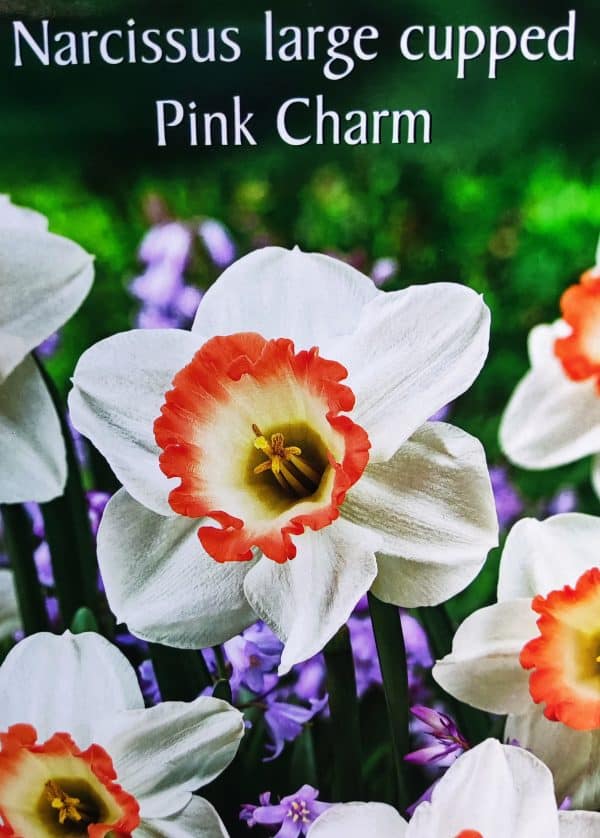 Νάρκισσος large cupped Pink Charm ΒΟΛΒΟΙ ΛΟΥΛΟΥΔΙΩΝ ΦΘΙΝΟΠΩΡΙΝΗΣ ΦΥΤΕΥΣΗΣ Γεωπονικό Κέντρο Κήπου