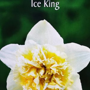 Νάρκισσος Double Ice King ΒΟΛΒΟΙ ΛΟΥΛΟΥΔΙΩΝ ΦΘΙΝΟΠΩΡΙΝΗΣ ΦΥΤΕΥΣΗΣ Γεωπονικό Κέντρο Κήπου